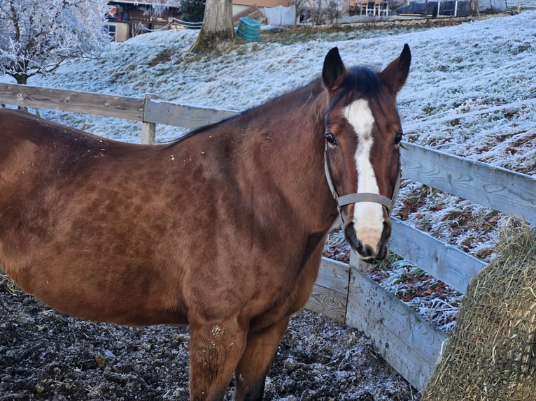 American Quarter Horse Mare 13 years 14.3 hh Brown in Ebnet