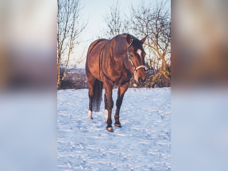 American Quarter Horse Mare 13 years 14,3 hh Brown in Albstadt