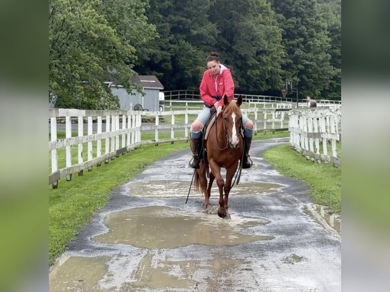 American Quarter Horse Mare 13 years 14,3 hh Chestnut in Granby, CT