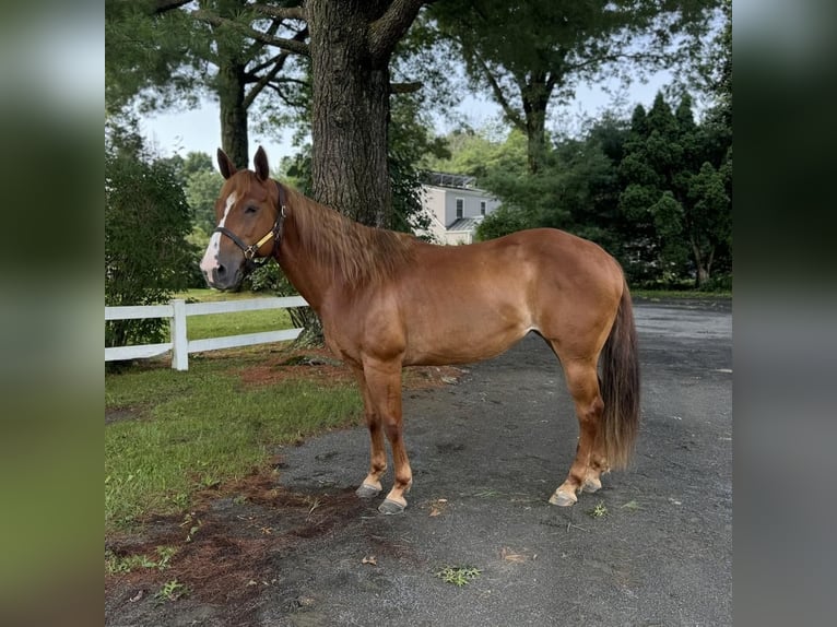 American Quarter Horse Mare 13 years 14,3 hh Chestnut in Granby, CT