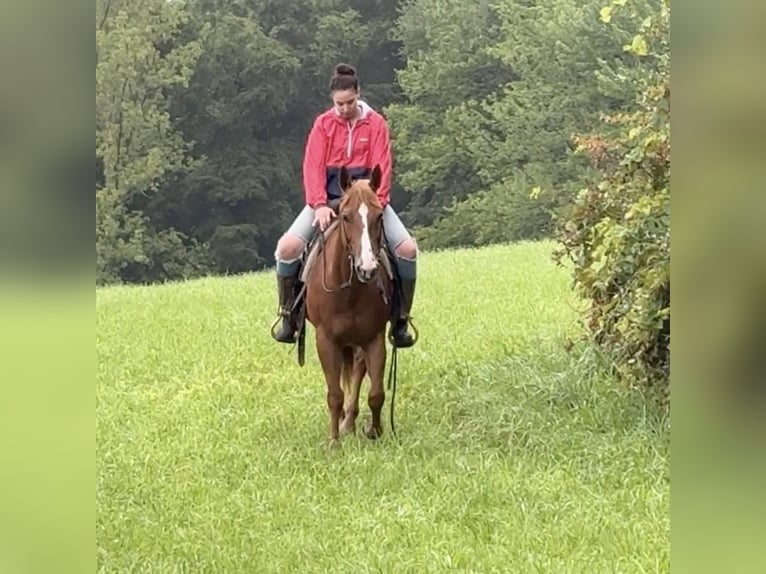 American Quarter Horse Mare 13 years 14,3 hh Chestnut in Granby, CT