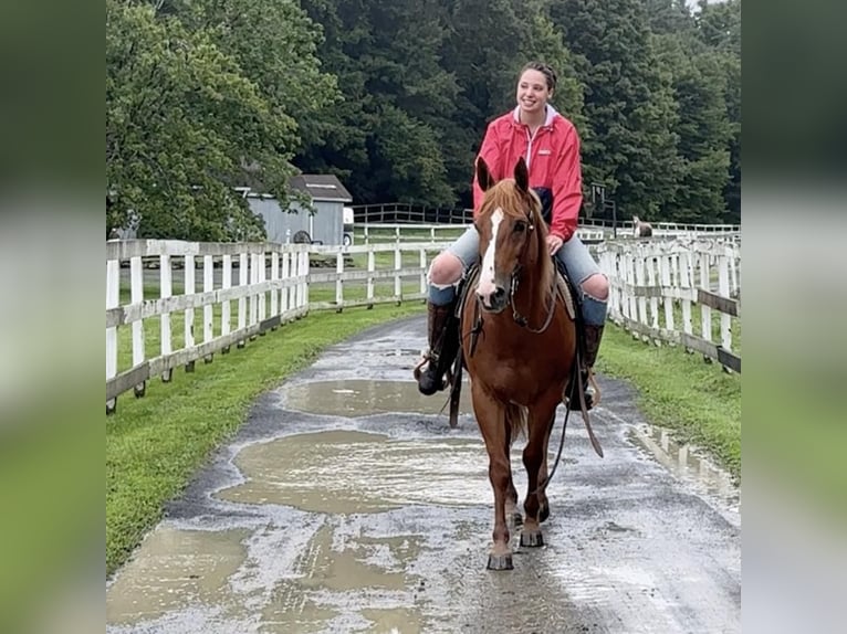 American Quarter Horse Mare 13 years 14,3 hh Chestnut in Granby, CT