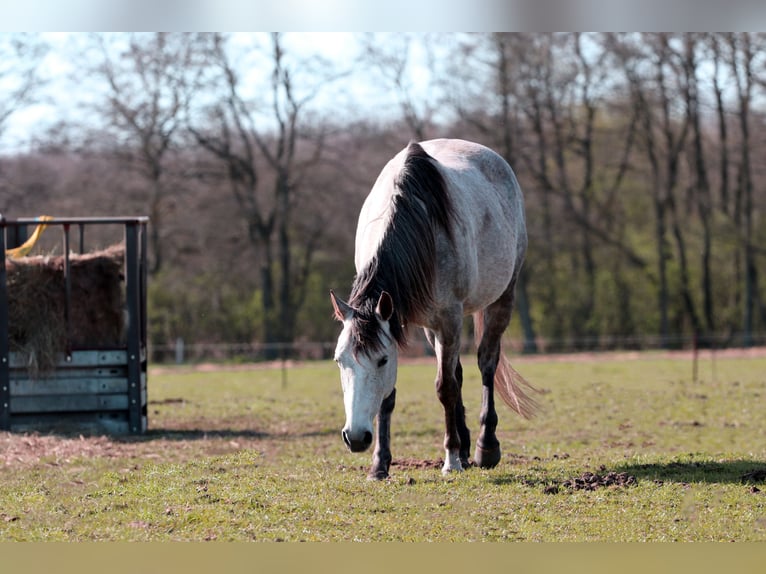 American Quarter Horse Mare 13 years 14,3 hh Gray-Dapple in Zossen