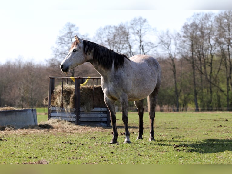 American Quarter Horse Mare 13 years 14,3 hh Gray-Dapple in Zossen