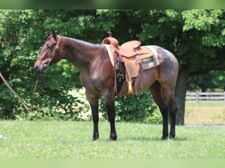 American Quarter Horse Mare 13 years 14,3 hh Roan-Bay in Rineyville KY