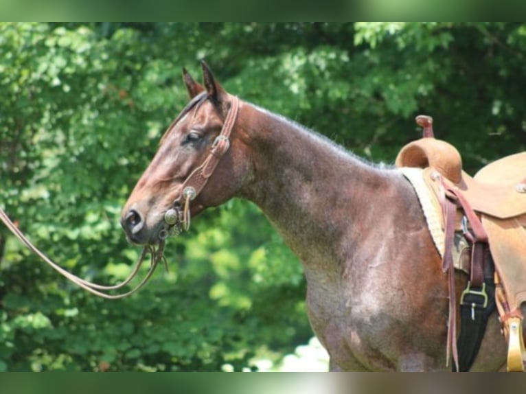 American Quarter Horse Mare 13 years 14,3 hh Roan-Bay in Rineyville KY