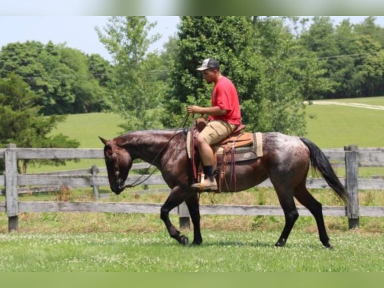 American Quarter Horse Mare 13 years 14,3 hh Roan-Bay in Rineyville KY