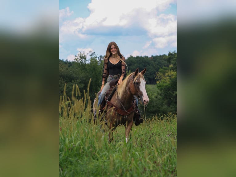 American Quarter Horse Mix Mare 13 years 14,3 hh Sabino in Owensville