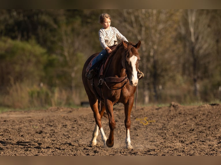 American Quarter Horse Mare 13 years 14,3 hh Sorrel in Bogard