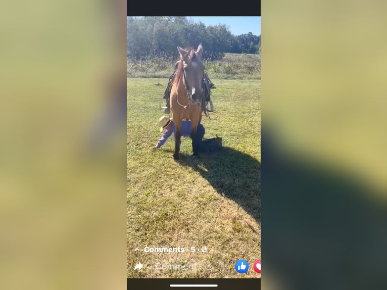 American Quarter Horse Mare 13 years 14 hh Buckskin in Mt Hope AL