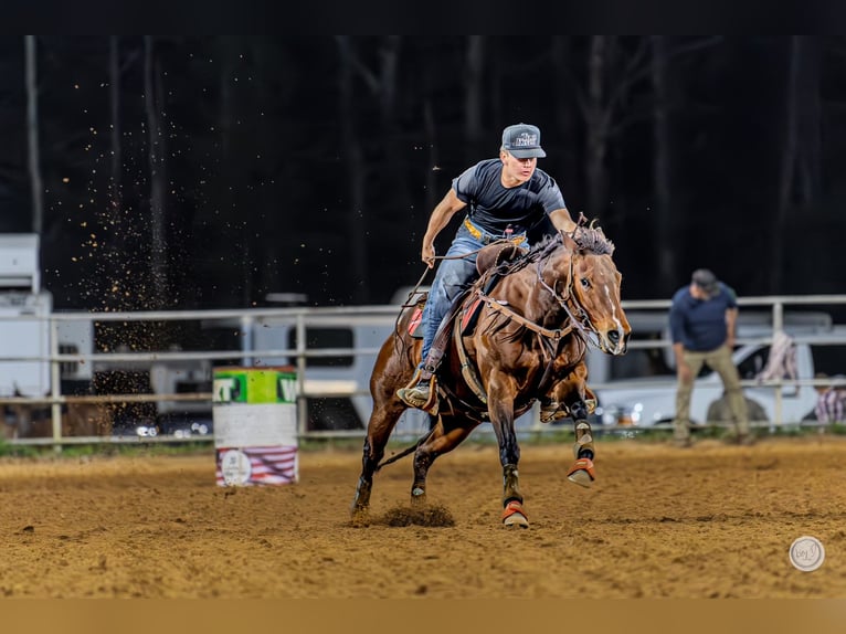 American Quarter Horse Mare 13 years 14,1 hh Bay in Vilonia