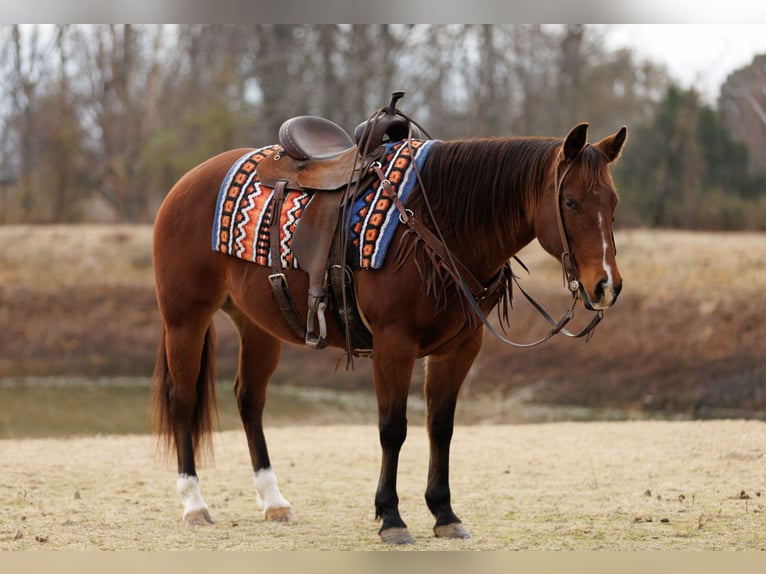 American Quarter Horse Mare 13 years 14,1 hh Bay in Vilonia