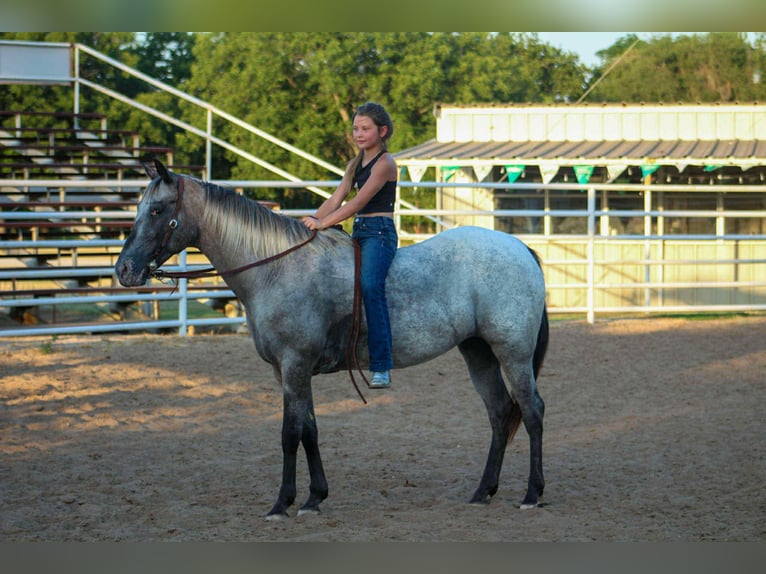 American Quarter Horse Mare 13 years 14,1 hh Grey in Stephenville TX