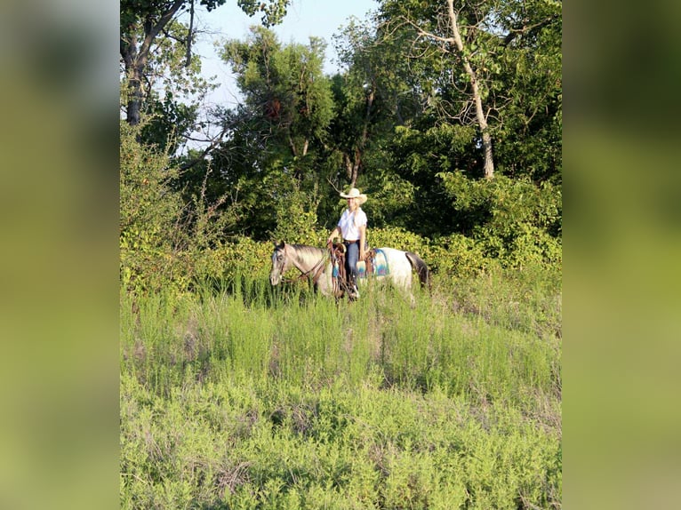 American Quarter Horse Mare 13 years 14,1 hh Grey in Stephenville TX