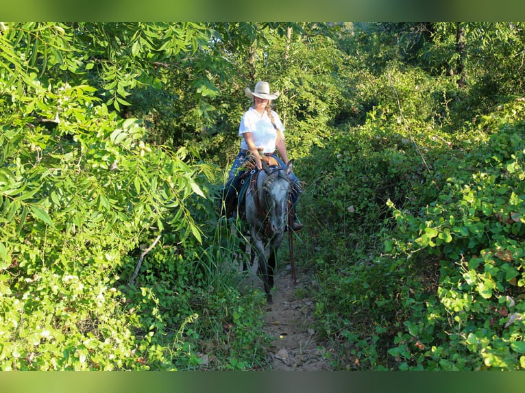 American Quarter Horse Mare 13 years 14,1 hh Grey in Stephenville TX