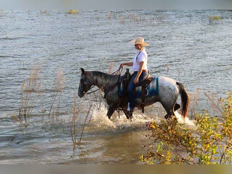 American Quarter Horse Mare 13 years 14,1 hh Grey in Stephenville TX