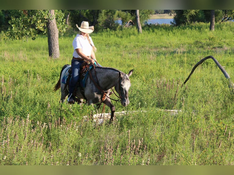 American Quarter Horse Mare 13 years 14,1 hh Grey in Stephenville TX