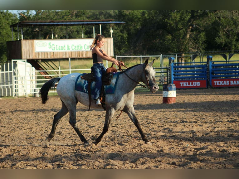 American Quarter Horse Mare 13 years 14,1 hh Grey in Stephenville TX
