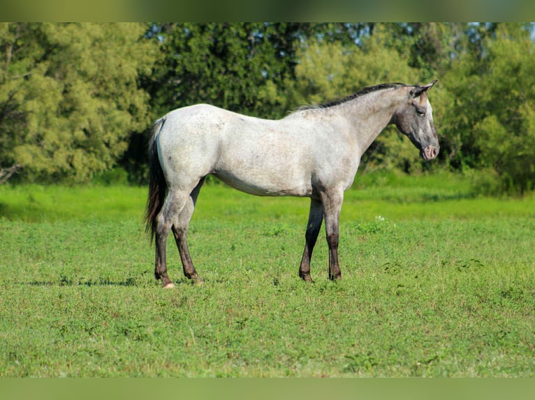 American Quarter Horse Mare 13 years 14,1 hh Grey in Stephenville TX