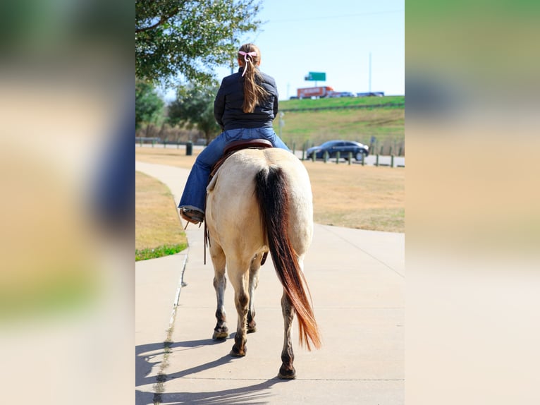 American Quarter Horse Mare 13 years 14,2 hh Buckskin in Forney