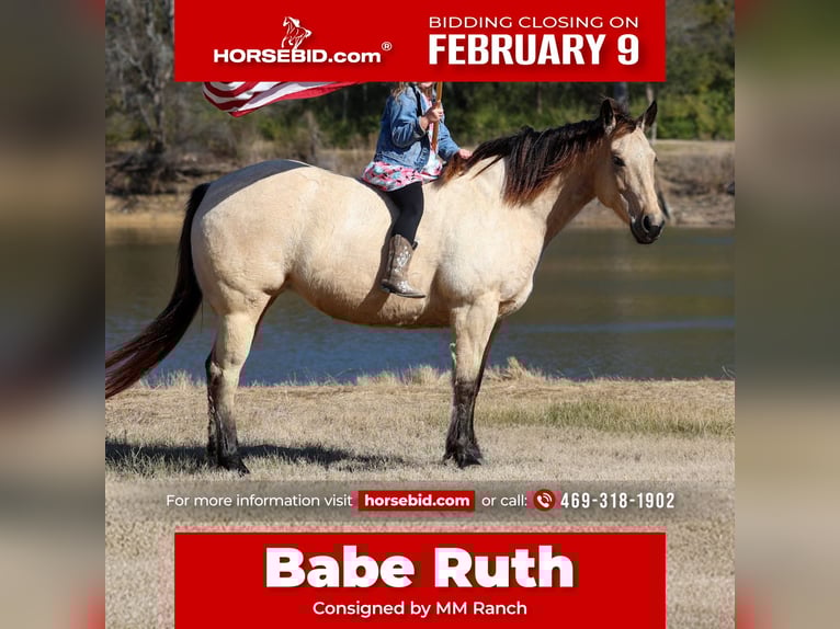 American Quarter Horse Mare 13 years 14,2 hh Buckskin in Forney
