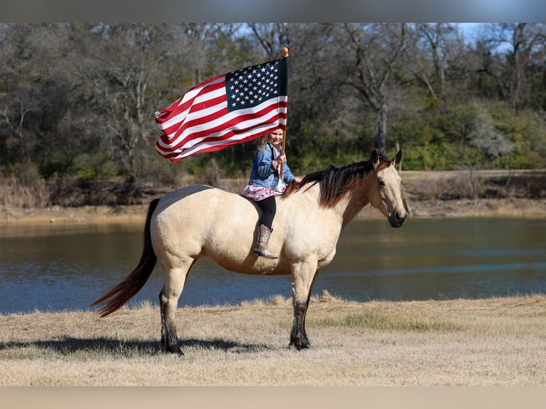 American Quarter Horse Mare 13 years 14,2 hh Buckskin in Forney
