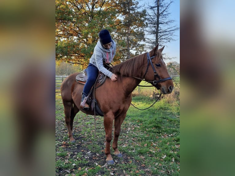 American Quarter Horse Mare 13 years 14,2 hh Chestnut-Red in Walkenried