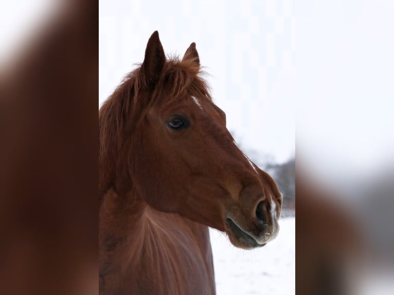 American Quarter Horse Mare 13 years 14,2 hh Chestnut-Red in Walkenried