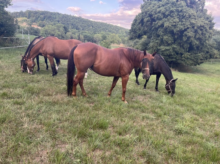 American Quarter Horse Mare 13 years 14,2 hh Chestnut-Red in Walkenried