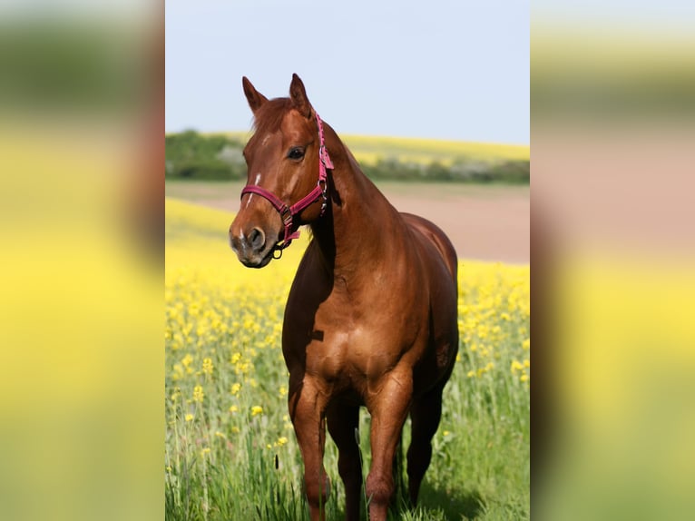 American Quarter Horse Mare 13 years 14,2 hh Chestnut-Red in Walkenried