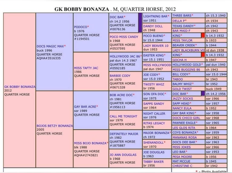 American Quarter Horse Mare 13 years 14,2 hh Chestnut-Red in Walkenried