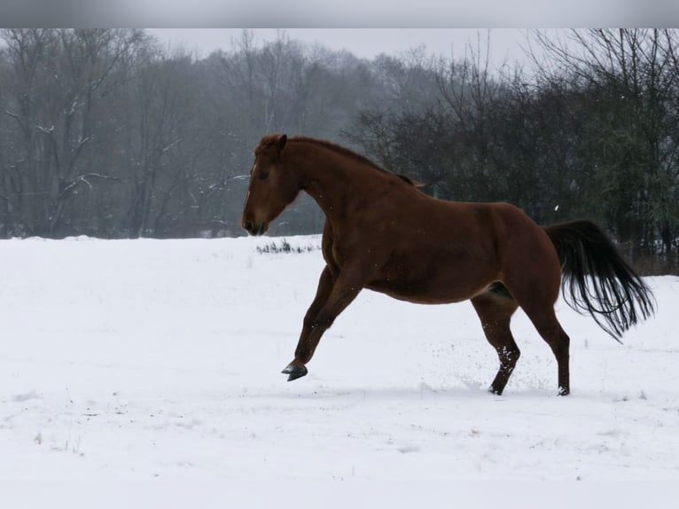 American Quarter Horse Mare 13 years 14,2 hh Chestnut-Red in Walkenried