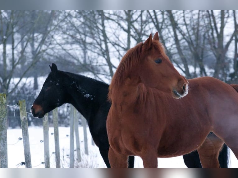 American Quarter Horse Mare 13 years 14,2 hh Chestnut-Red in Walkenried
