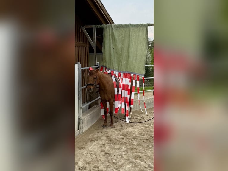 American Quarter Horse Mare 13 years 14,2 hh Chestnut-Red in Linz