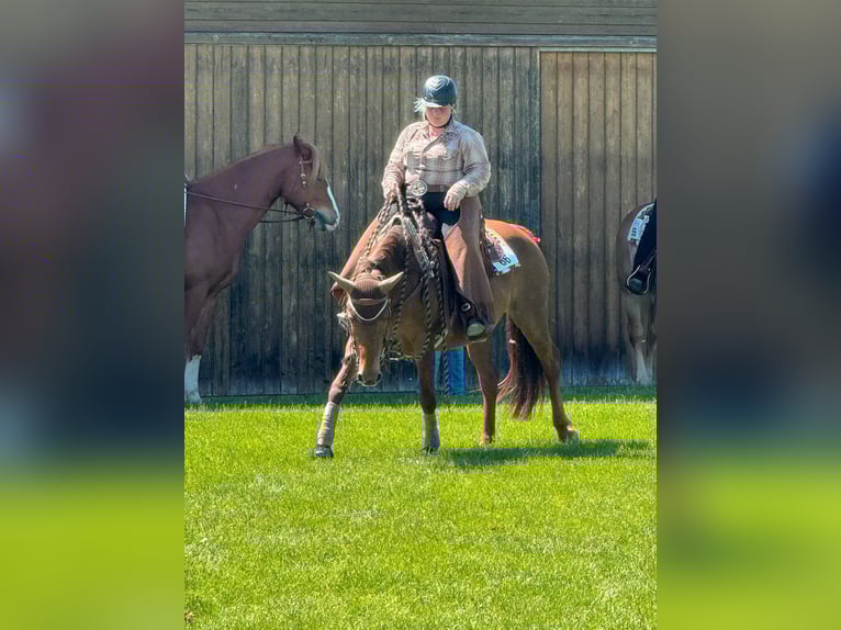 American Quarter Horse Mix Mare 13 years 14,2 hh Chestnut in Wila