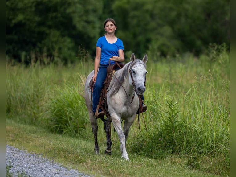 American Quarter Horse Mare 13 years 14,2 hh Gray in Wallingford KY