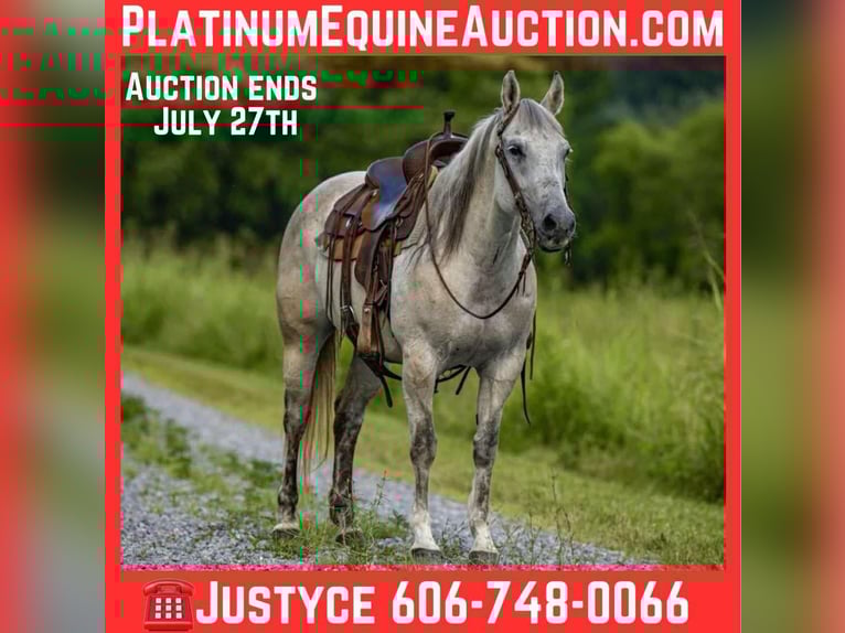 American Quarter Horse Mare 13 years 14,2 hh Gray in Wallingford KY