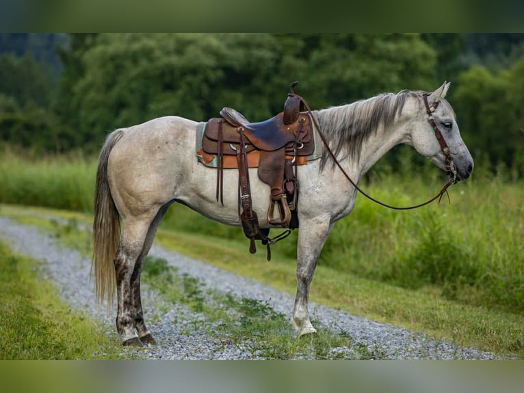 American Quarter Horse Mare 13 years 14,2 hh Gray in Wallingford KY