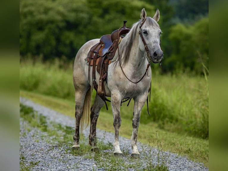 American Quarter Horse Mare 13 years 14,2 hh Gray in Wallingford KY