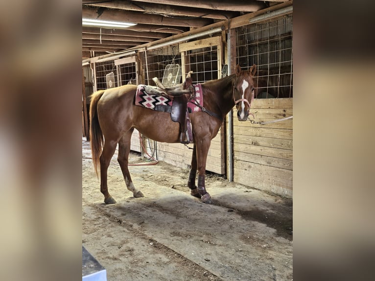 American Quarter Horse Mare 13 years 14,2 hh Sorrel in Oakland City American Quarter Horse Mare 13 years 14,2 hh Sorrel in Oakland City