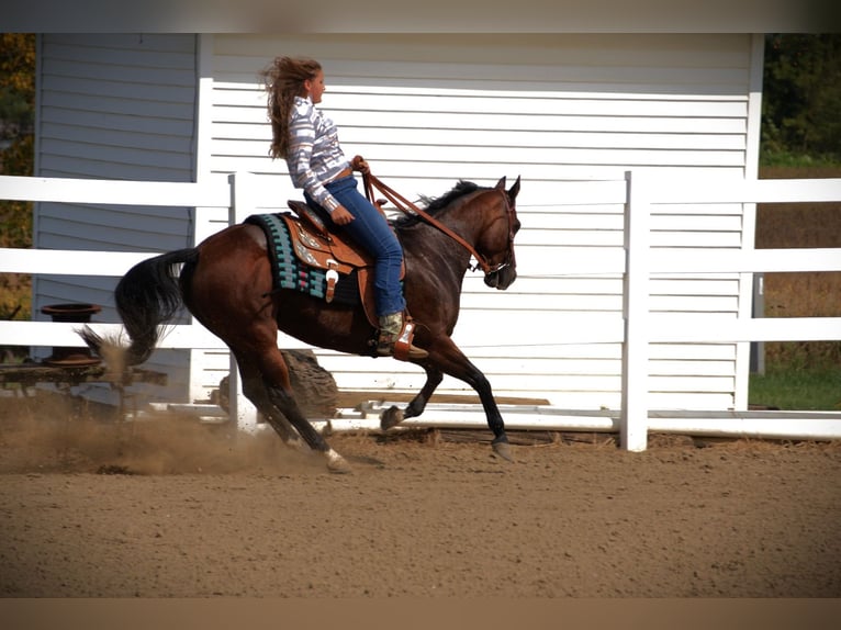 American Quarter Horse Mare 13 years 14,3 hh Bay in Saint Joe