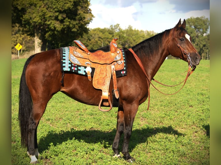 American Quarter Horse Mare 13 years 14,3 hh Bay in Saint Joe