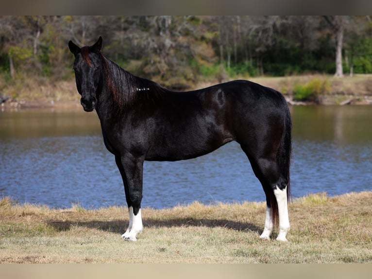 American Quarter Horse Mare 13 years 14,3 hh Black in Forney