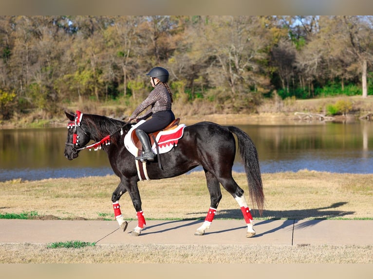 American Quarter Horse Mare 13 years 14,3 hh Black in Forney