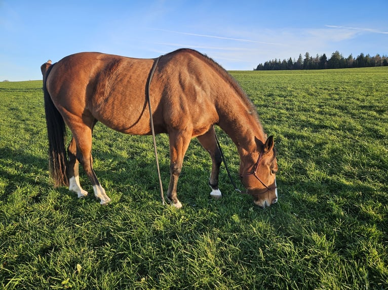 American Quarter Horse Mare 13 years 14,3 hh Brown in Ebnet