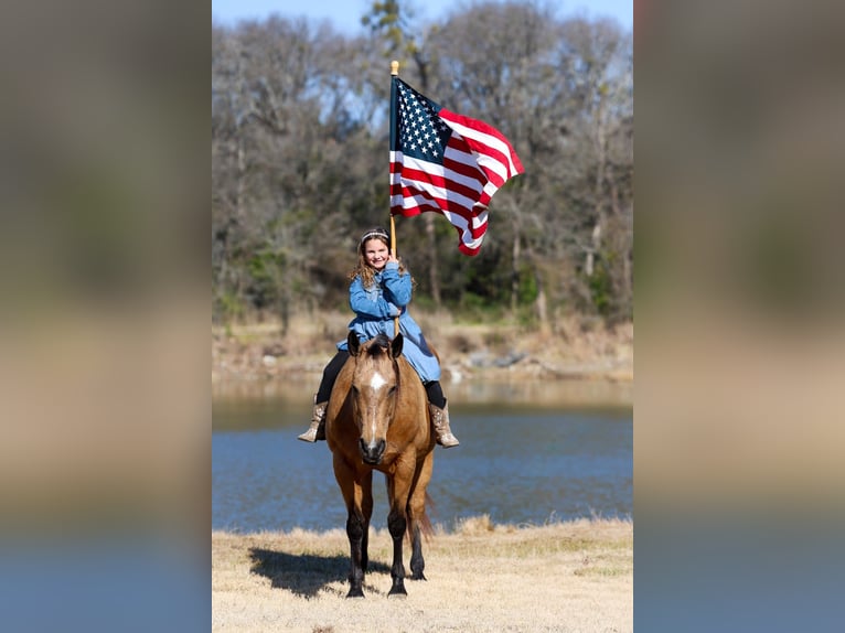 American Quarter Horse Mare 13 years 14,3 hh Buckskin in Forney, TX