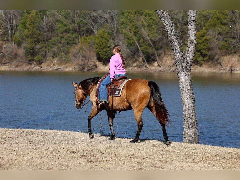 American Quarter Horse Mare 13 years 14,3 hh Buckskin in Forney, TX