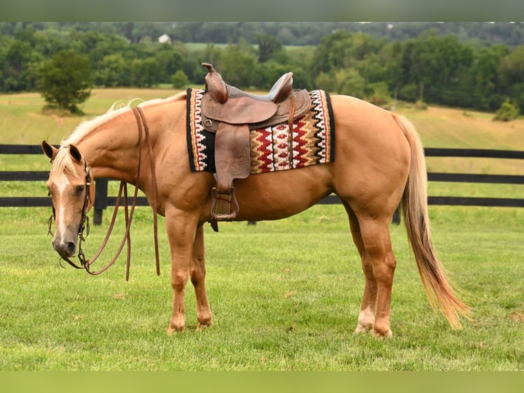 American Quarter Horse Mare 13 years 14,3 hh Palomino in Fredericksburg
