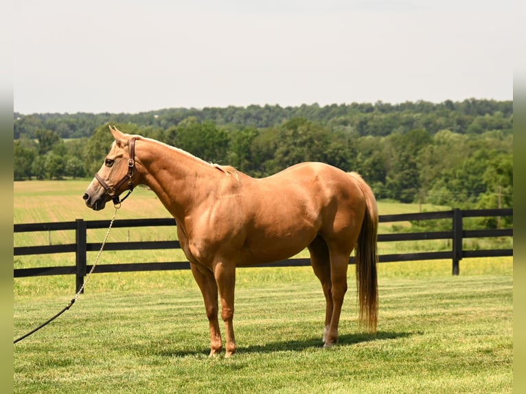 American Quarter Horse Mare 13 years 14,3 hh Palomino in Fredericksburg