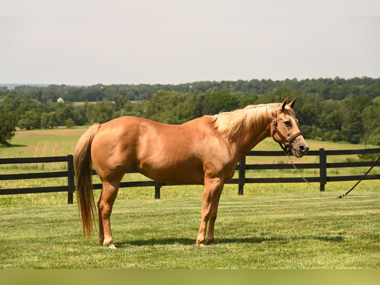 American Quarter Horse Mare 13 years 14,3 hh Palomino in Fredericksburg